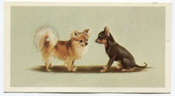 Chihuahuas